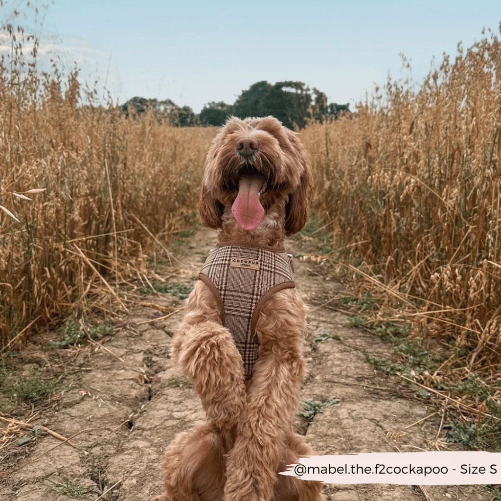 Thumbnail: Plaid dog harness Image 4