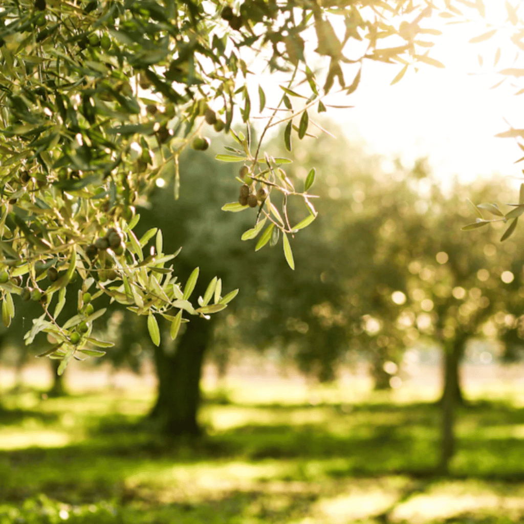 Thumbnail: Croatian extra rare olive oil bottle Image 7