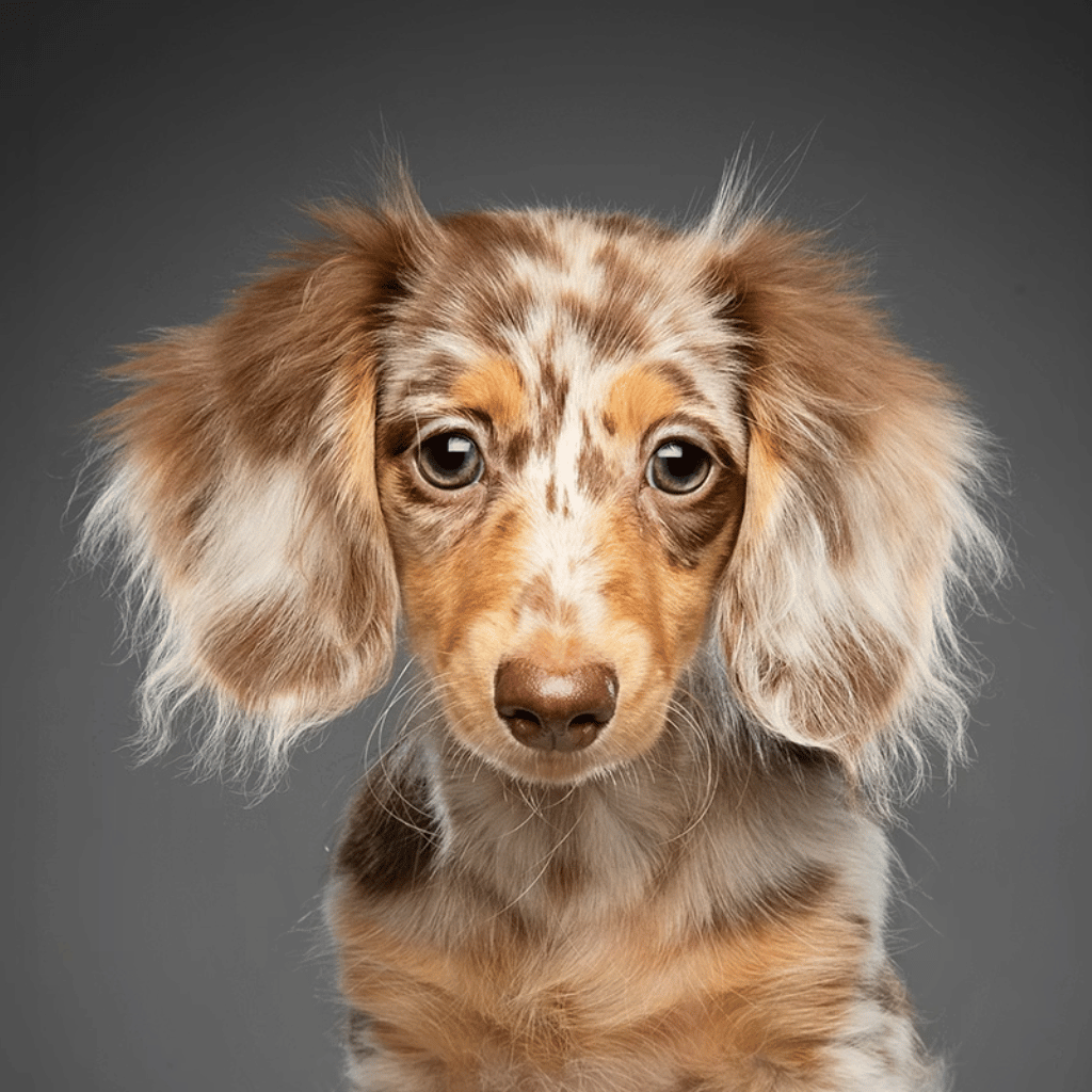 Thumbnail: Newborn Pet Photoshoot at Venture Studios Image 1