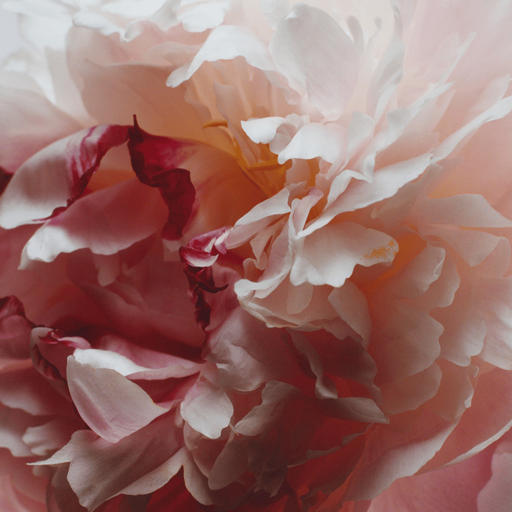 Thumbnail: Hand cream Image 6