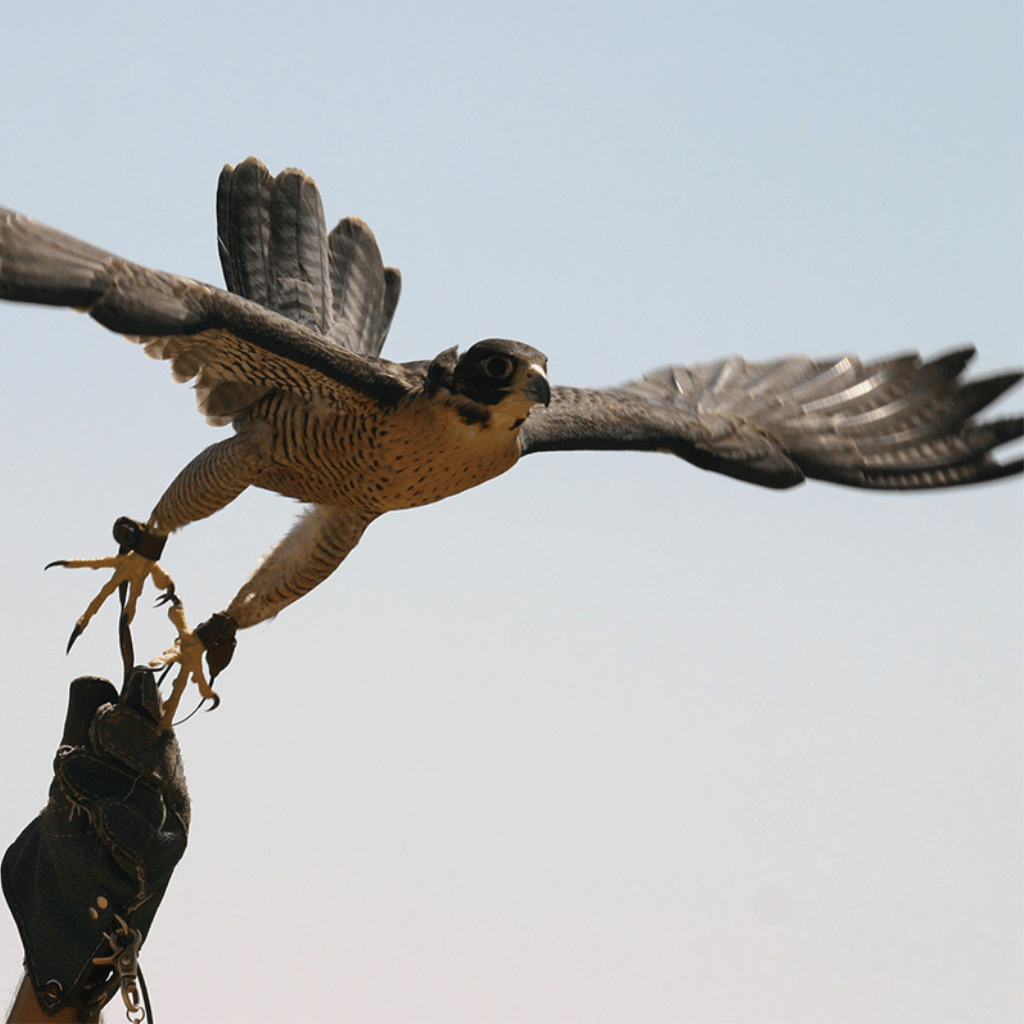 Thumbnail: Introductory Falconry Image 1