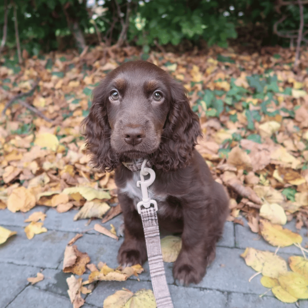 Thumbnail: Plaid dog lead Image 2