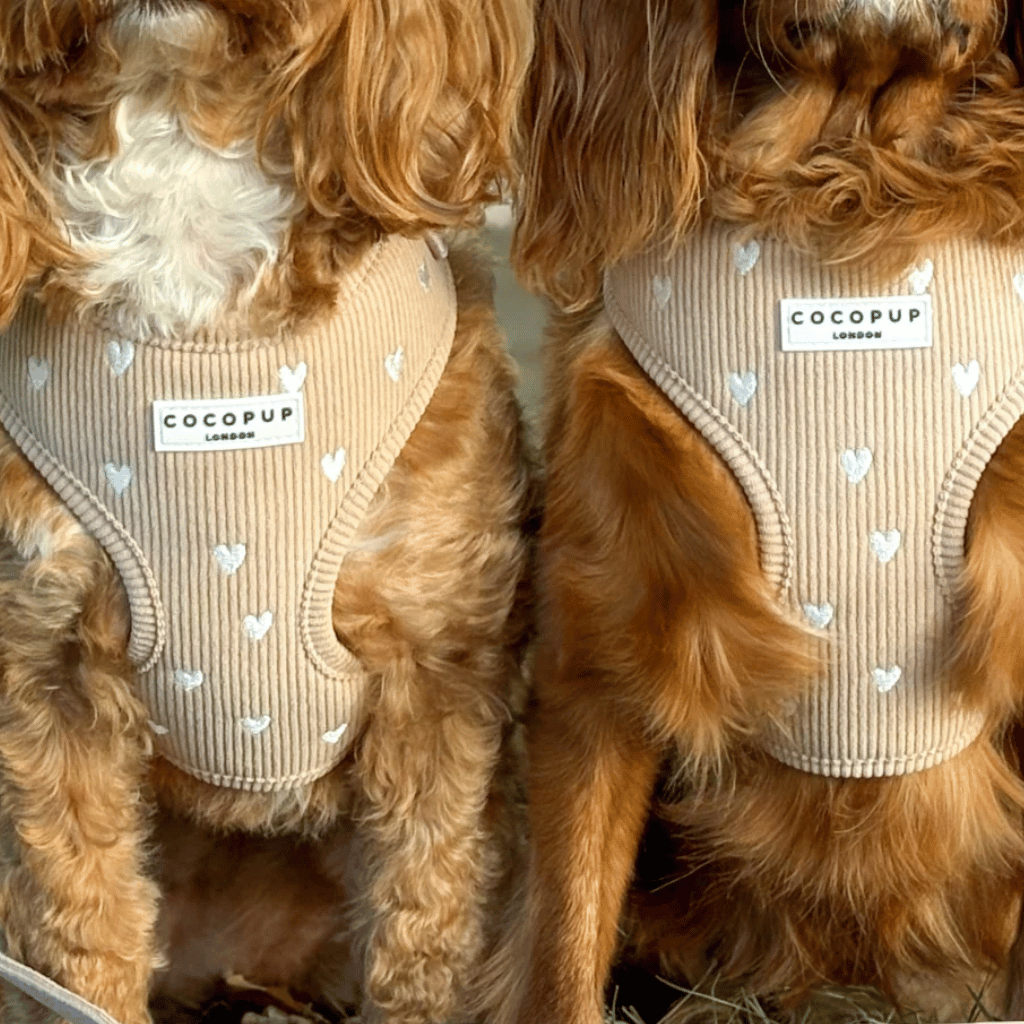 Thumbnail: Corduroy dog harness Image 1