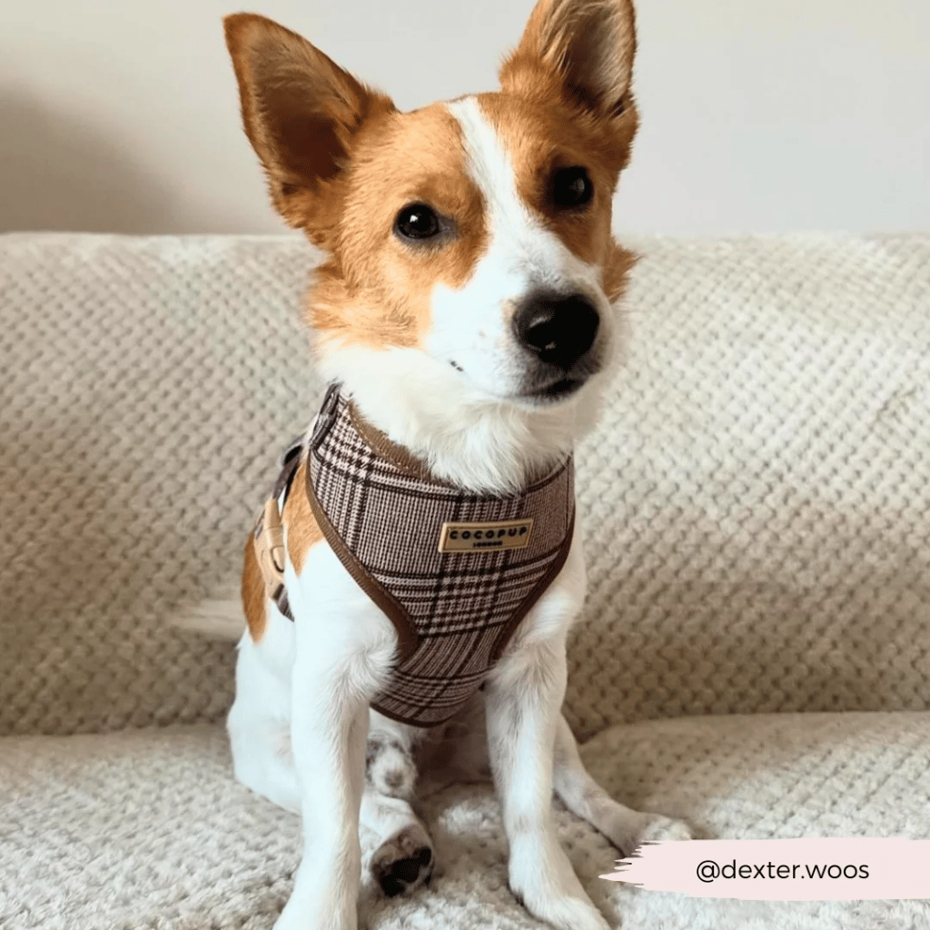 Thumbnail: Plaid dog harness Image 5