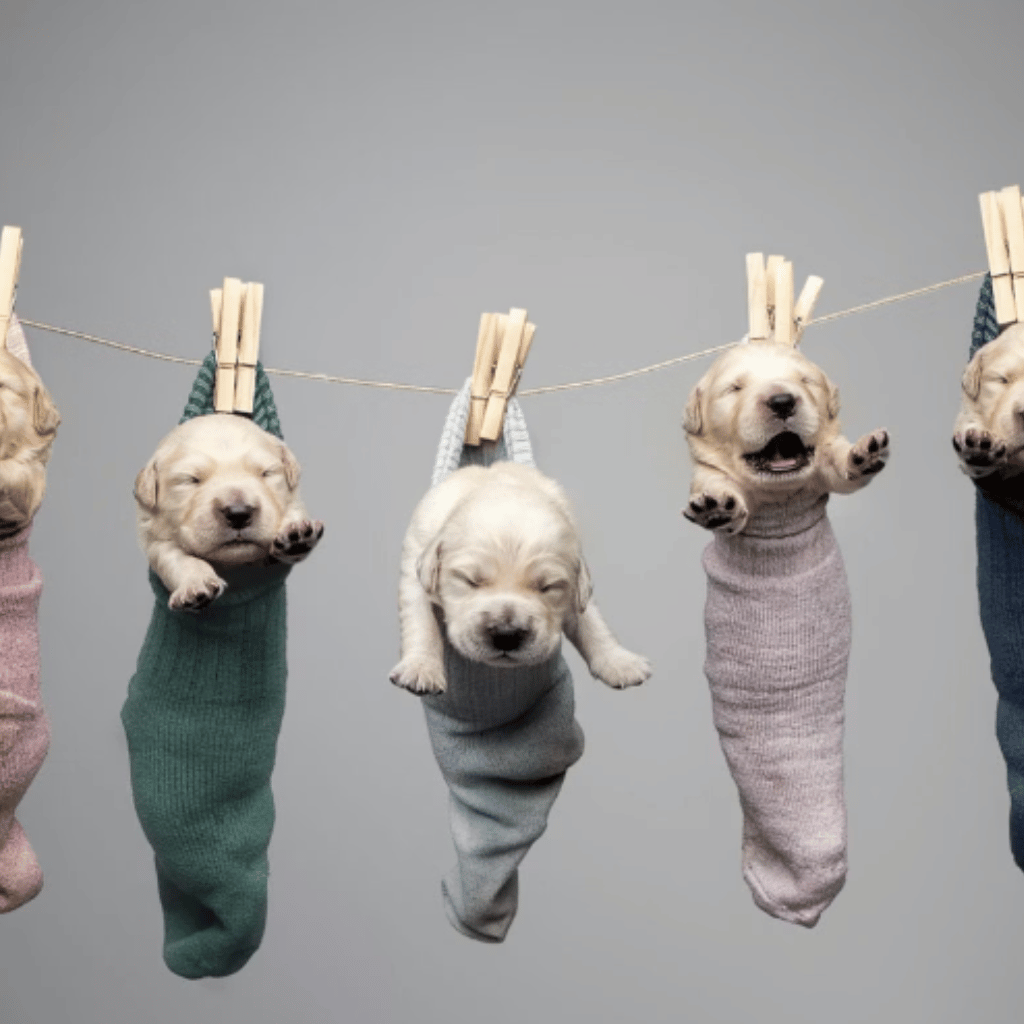 Thumbnail: Newborn Pet Photoshoot at Venture Studios Image 3