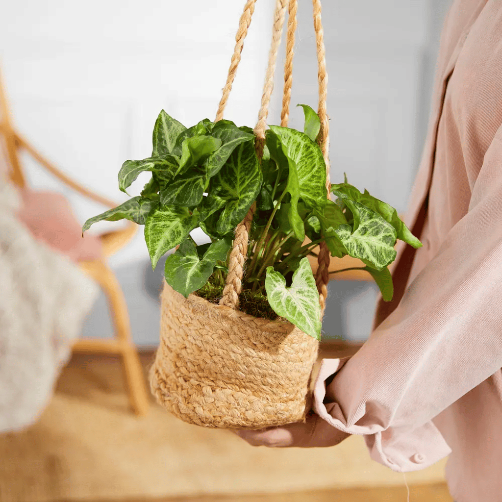 Thumbnail: Bouquet or house plant Image 1