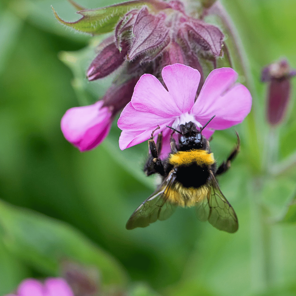 Thumbnail: Save the bees tins Image 3