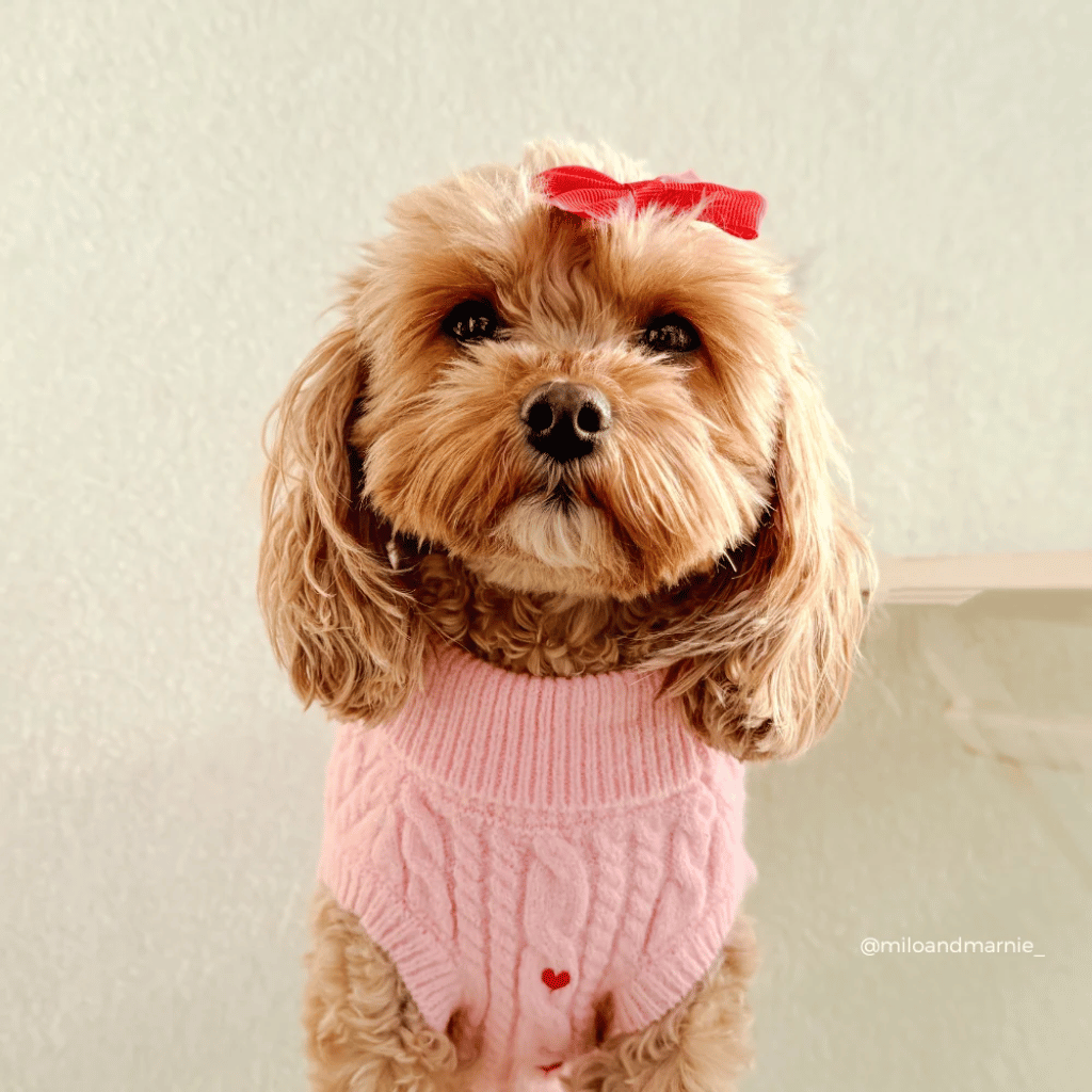 Thumbnail: Cable knit dog jumper Image 3