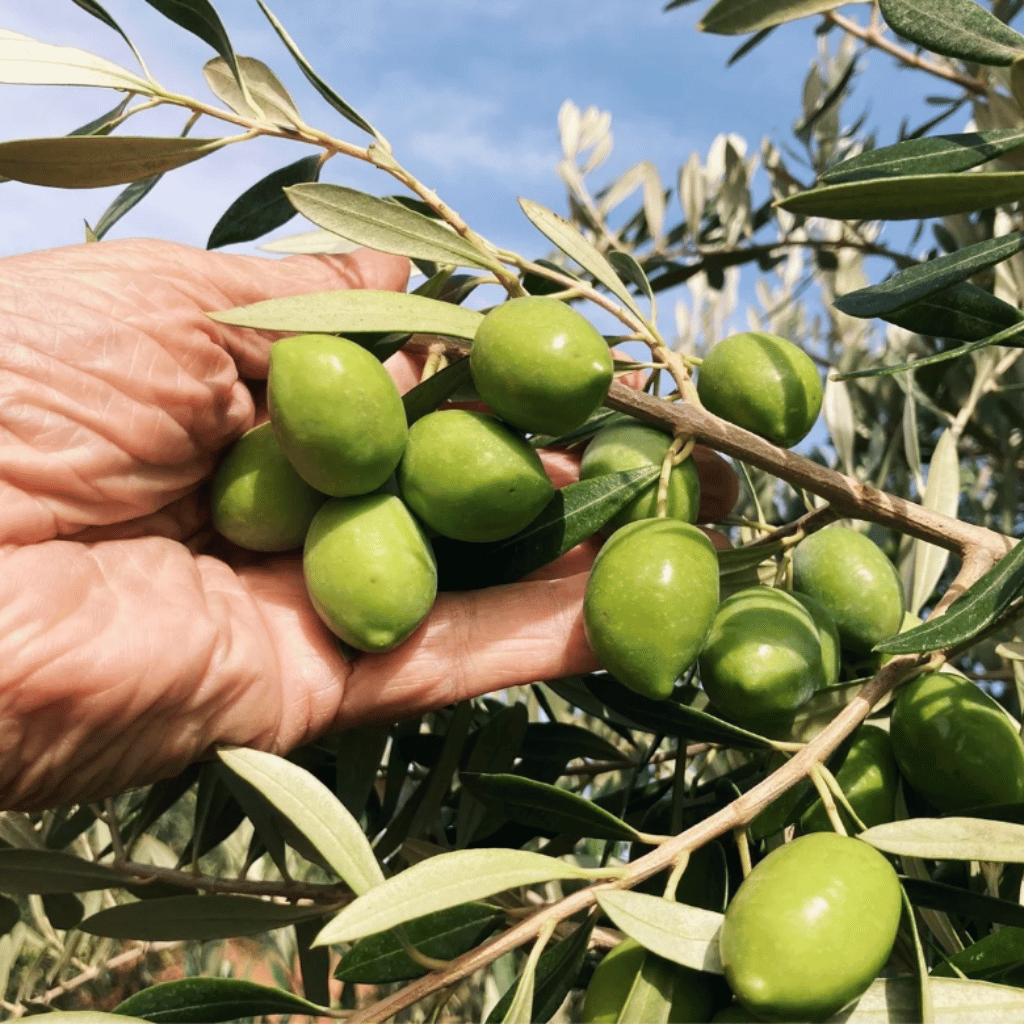 Thumbnail: Aromatic extra virgin olive oil bottle Image 5