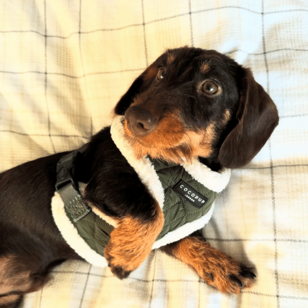 Thumbnail: Quilted dog harness Image 2