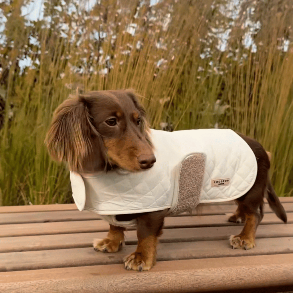 Thumbnail: Quilted dog coat Image 1