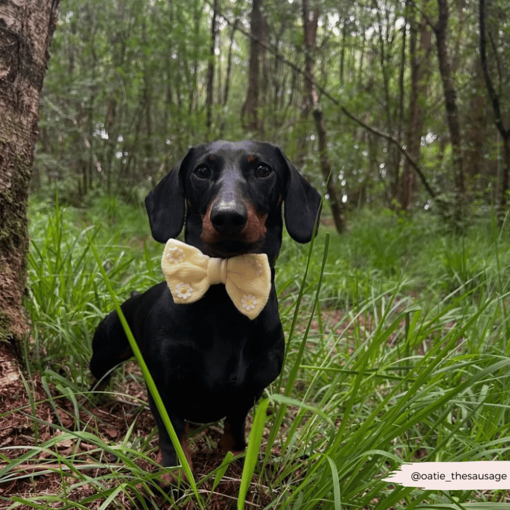 Thumbnail: Dog bow tie Image 2