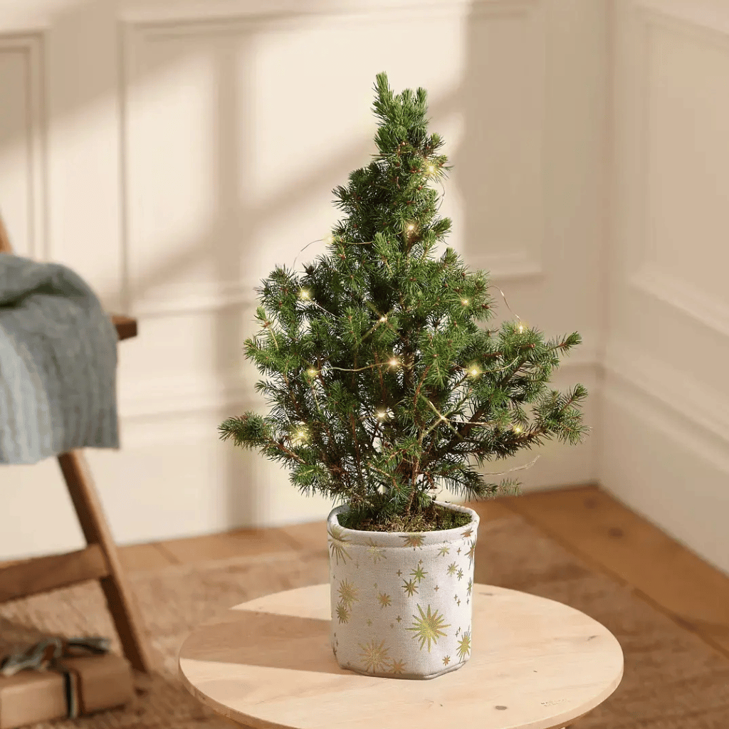 Thumbnail: Classic Christmas tree Image 2