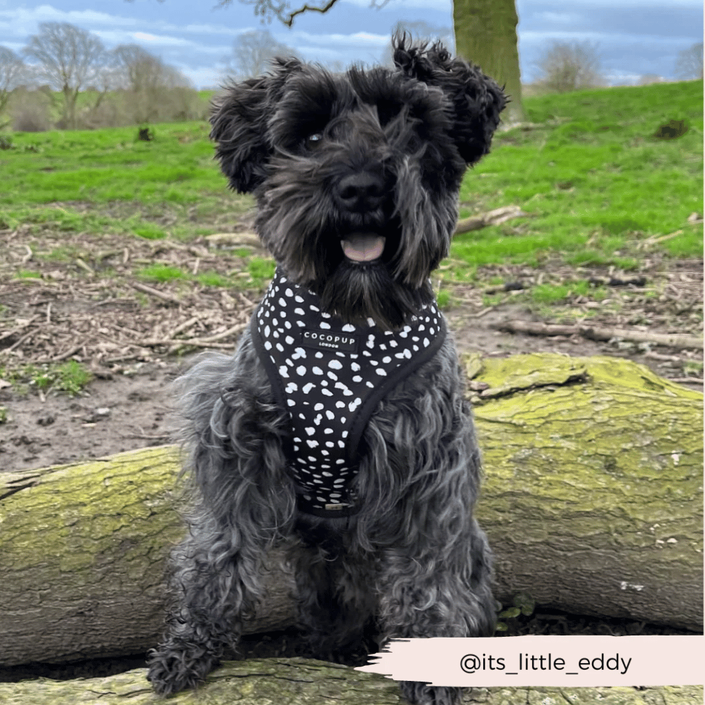 Thumbnail: Dog harness Image 4