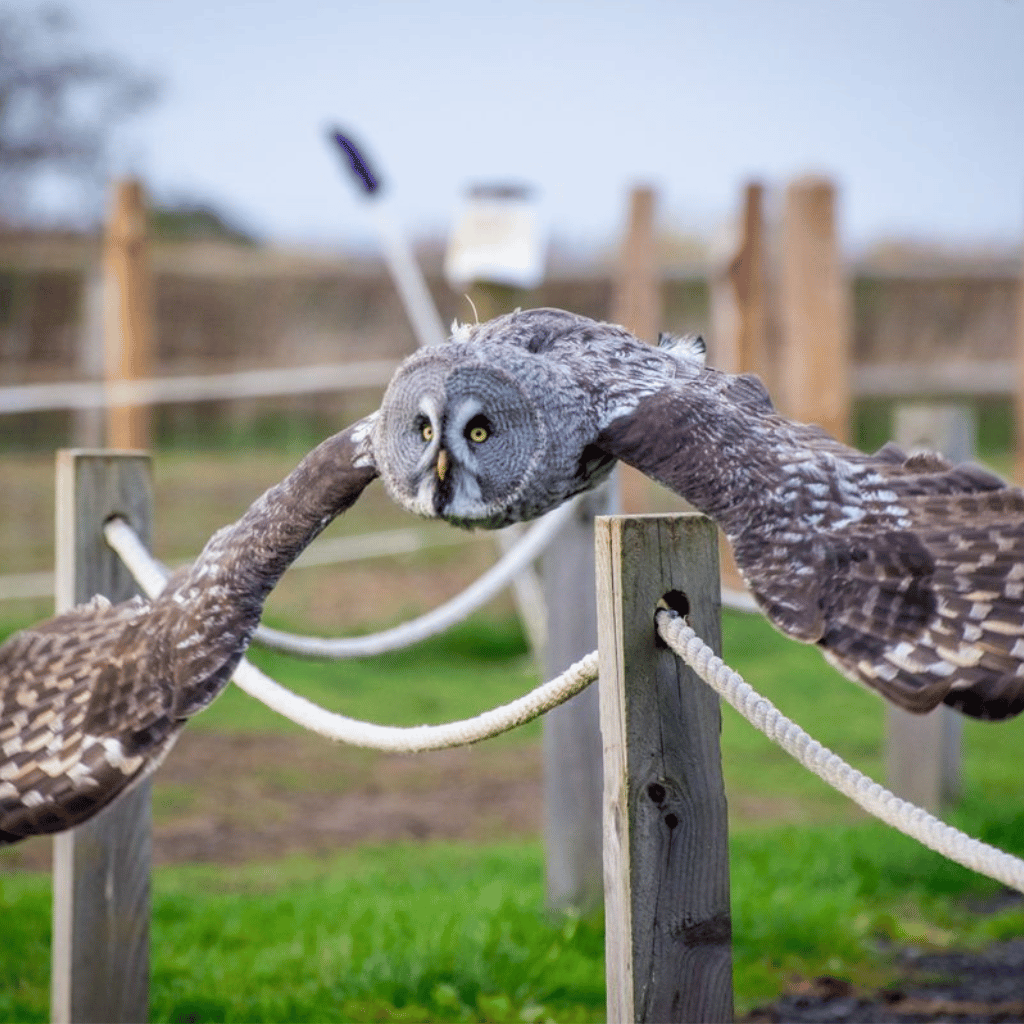 Thumbnail: Falconry Taster Image 1