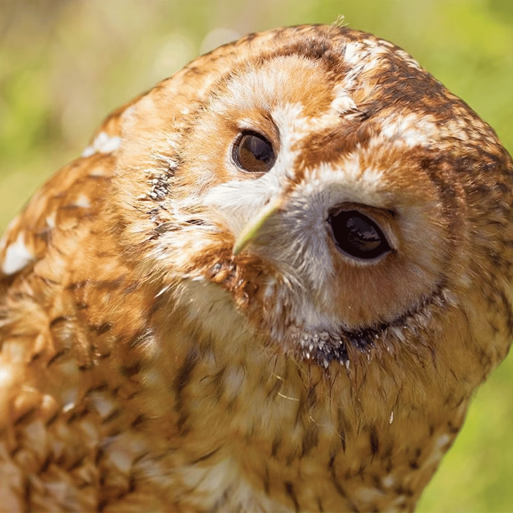 Thumbnail: Falconry Taster for Two Image 3