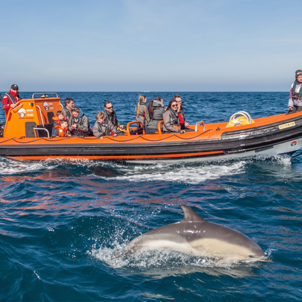 Thumbnail: Sealife Safari Boat Trip for Two Adults (2hrs) Image 1