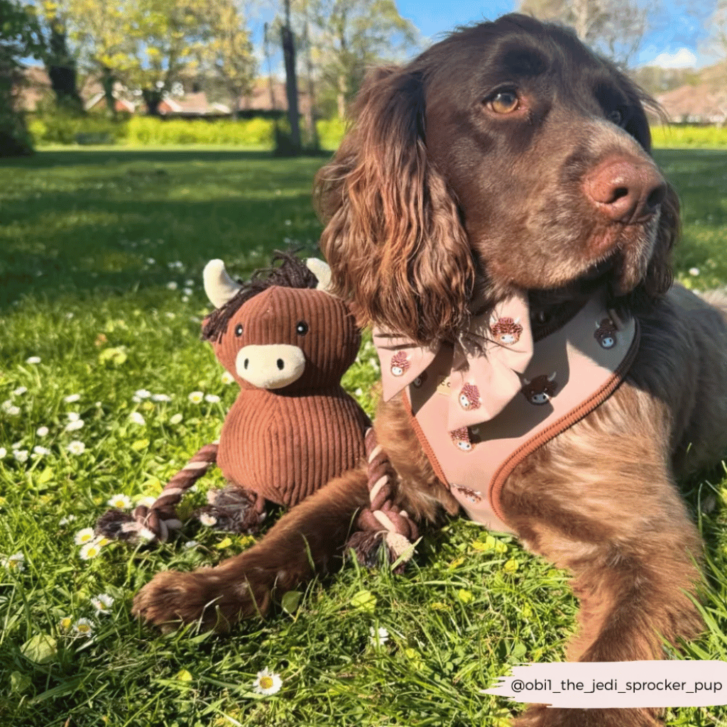 Thumbnail: Plush dog toy Image 5