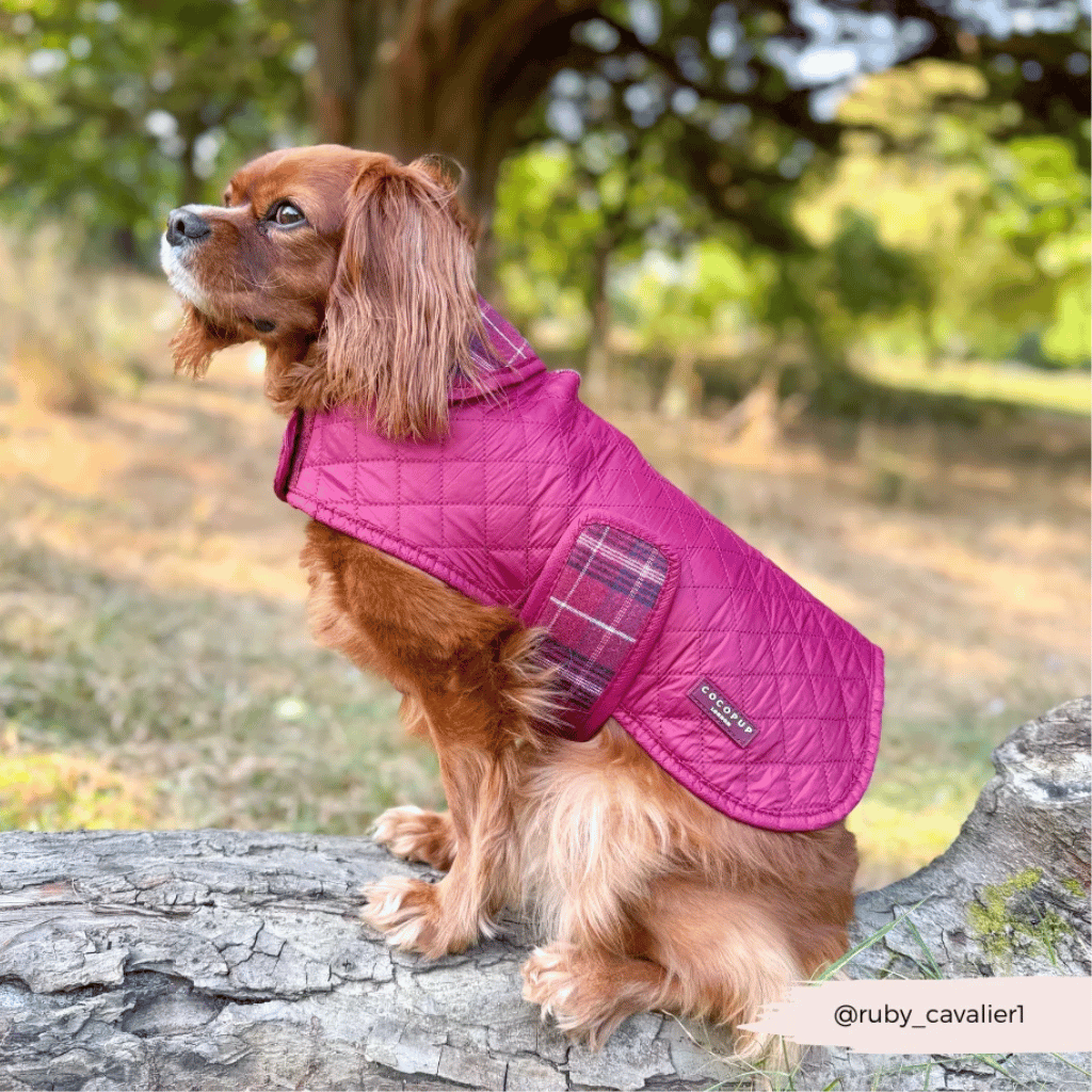 Thumbnail: Quilted dog coat Image 5