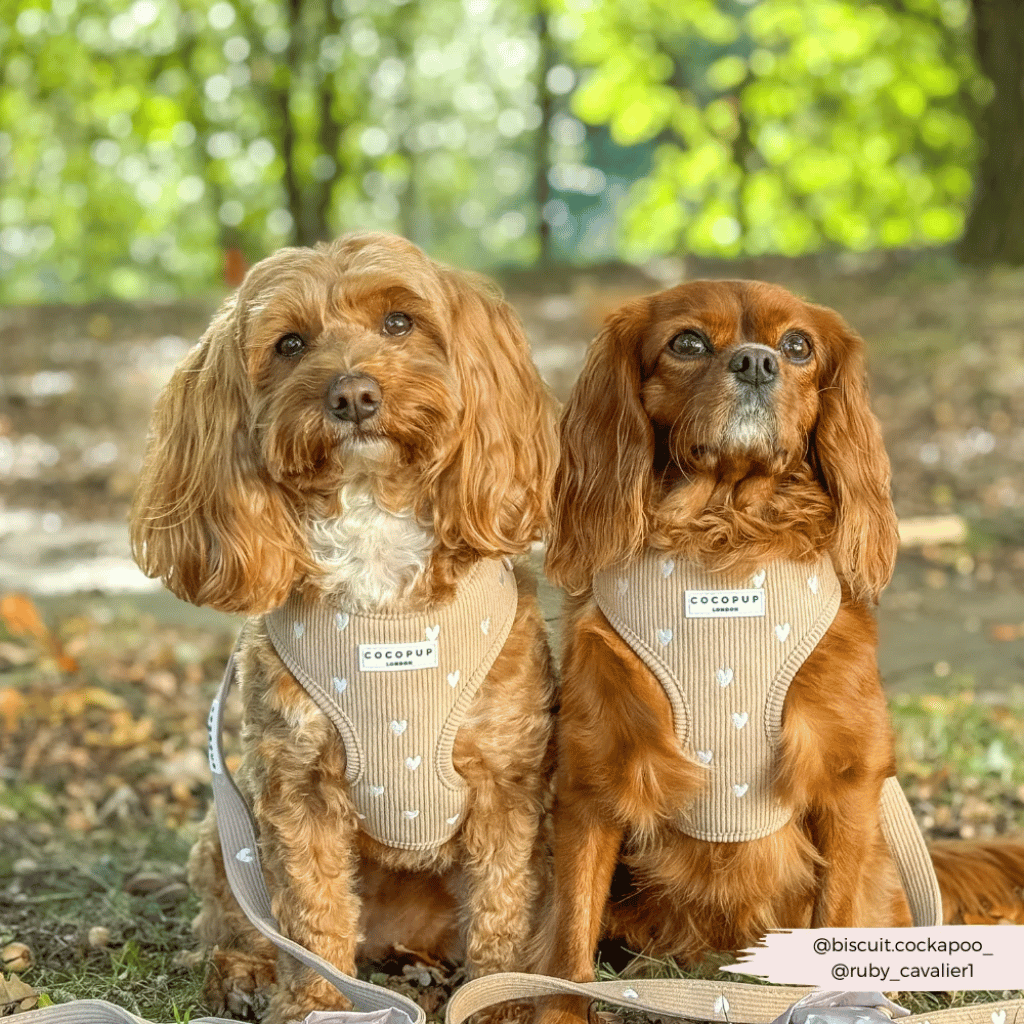 Thumbnail: Corduroy dog harness Image 5