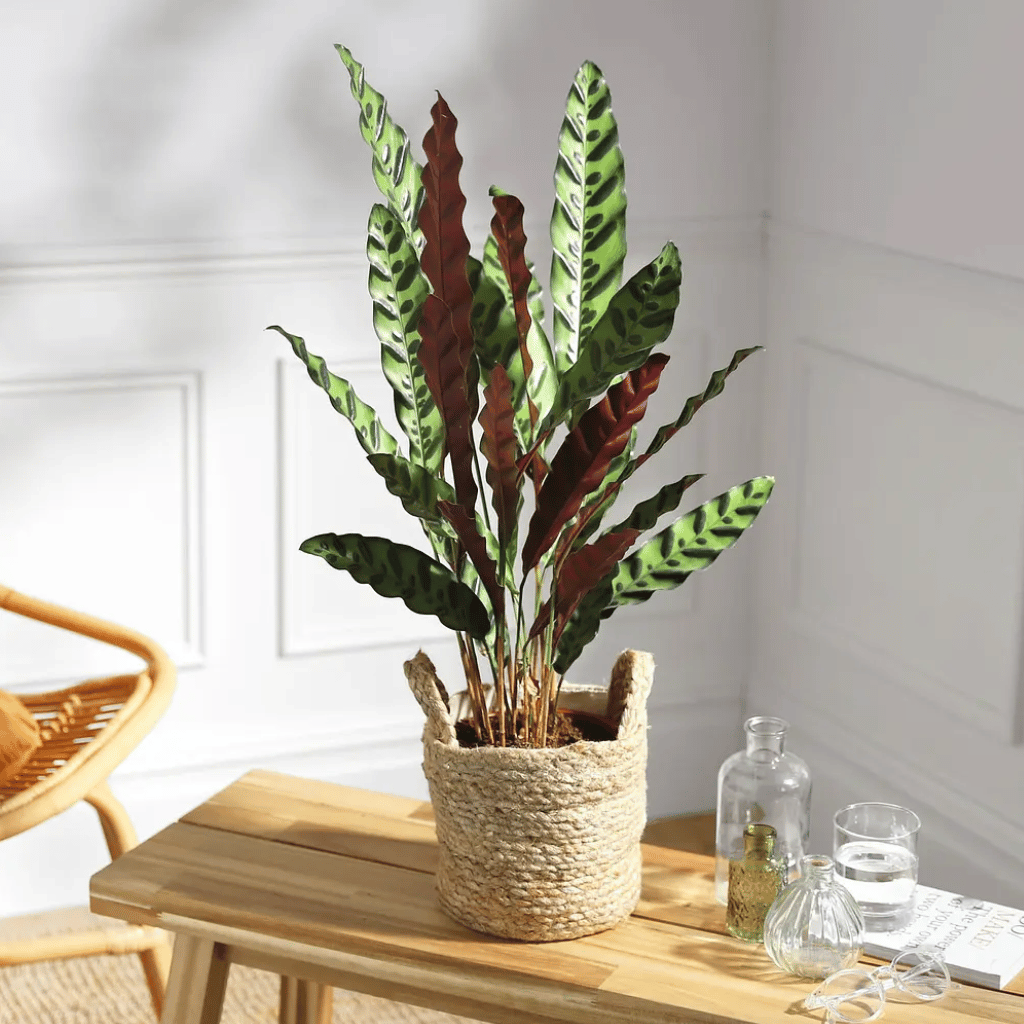 Thumbnail: Large house plant Image 4