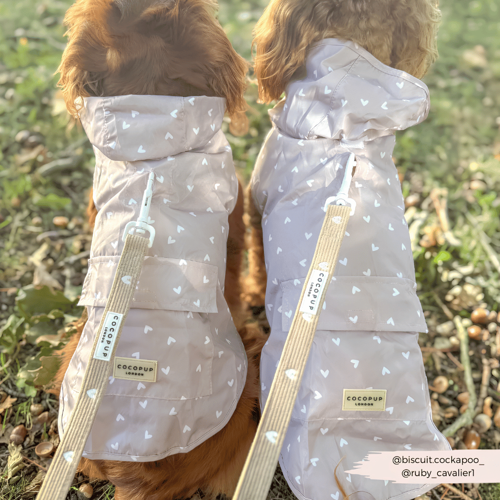 Thumbnail: Corduroy dog lead Image 3