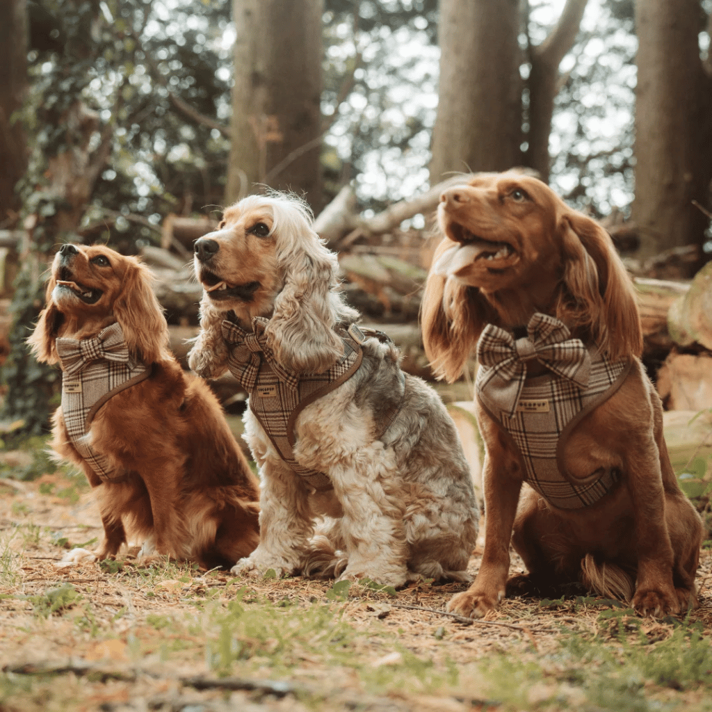 Thumbnail: Dog bow tie Image 4