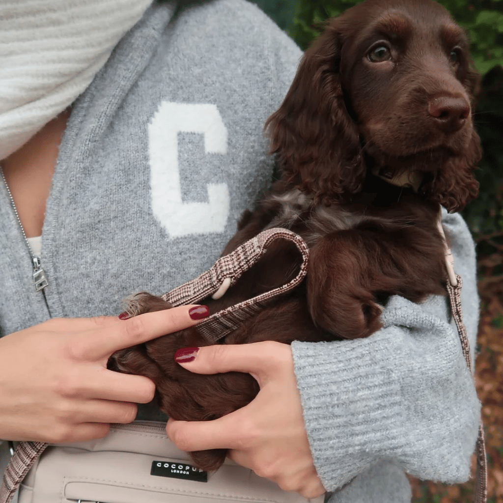 Thumbnail: Plaid dog lead Image 3