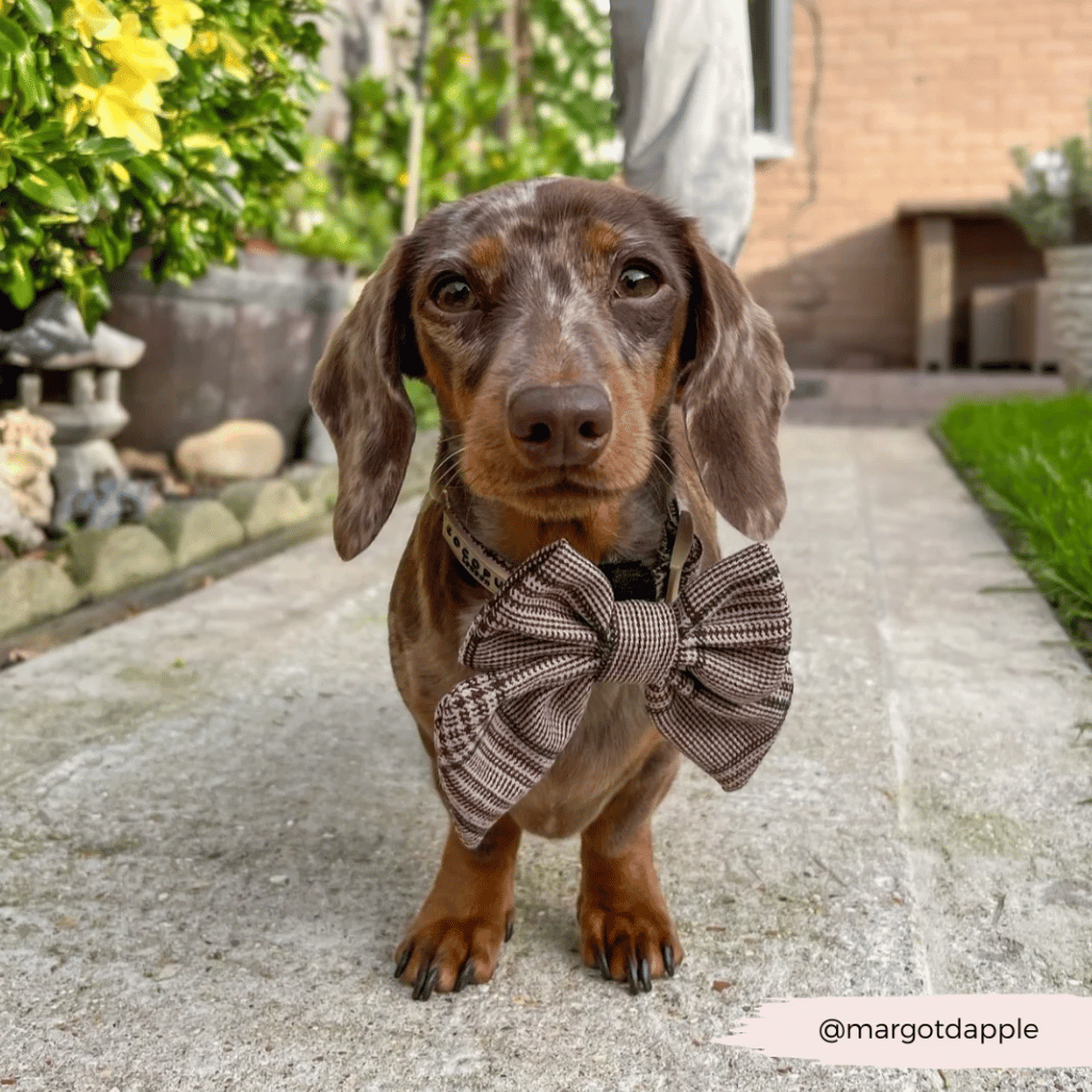 Thumbnail: Dog bow tie Image 5