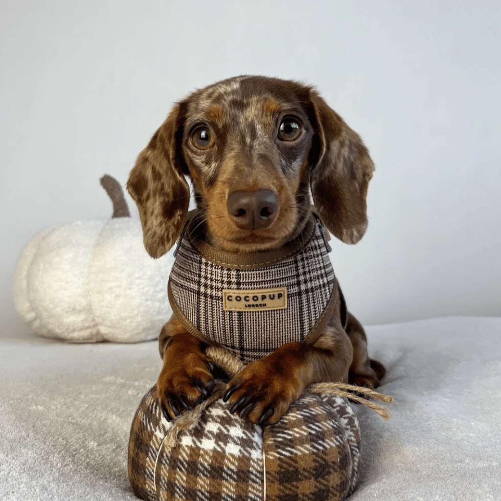 Thumbnail: Plaid dog harness Image 3