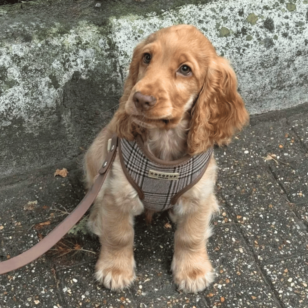 Thumbnail: Plaid dog harness Image 1