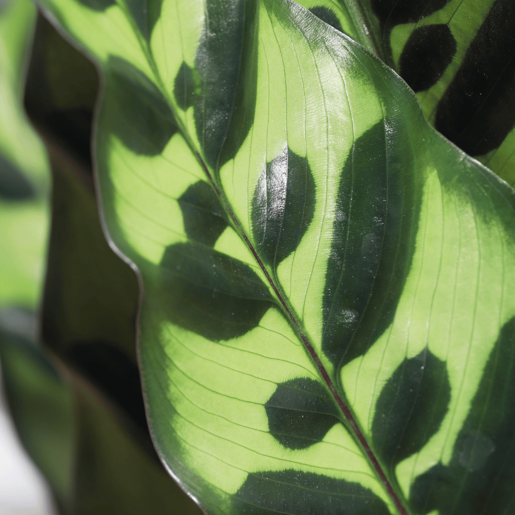 Thumbnail: Large house plant Image 5
