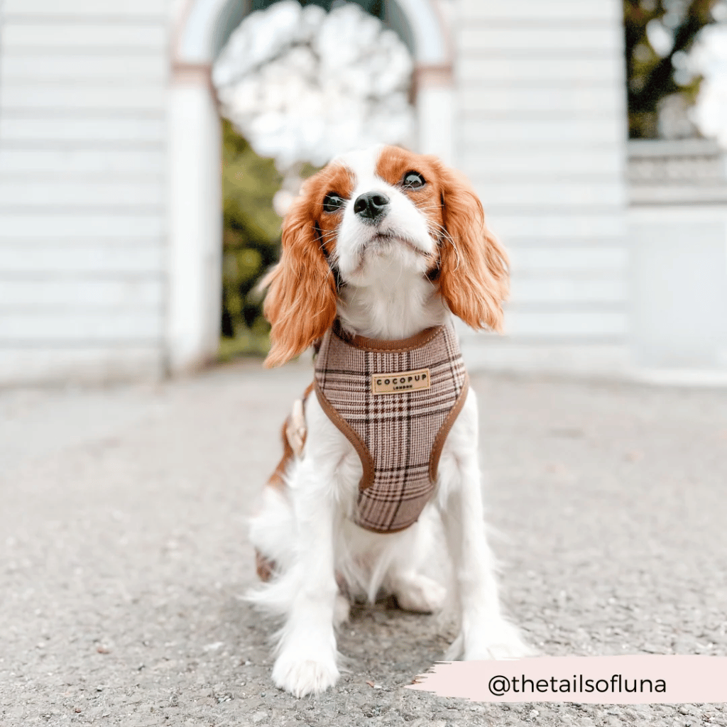 Thumbnail: Plaid dog harness Image 2