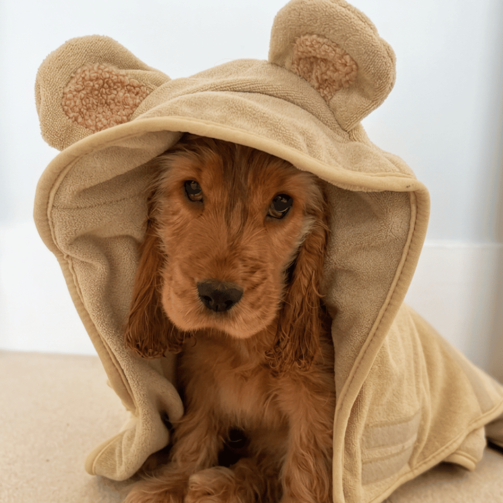 Thumbnail: Dog drying robe Image 10