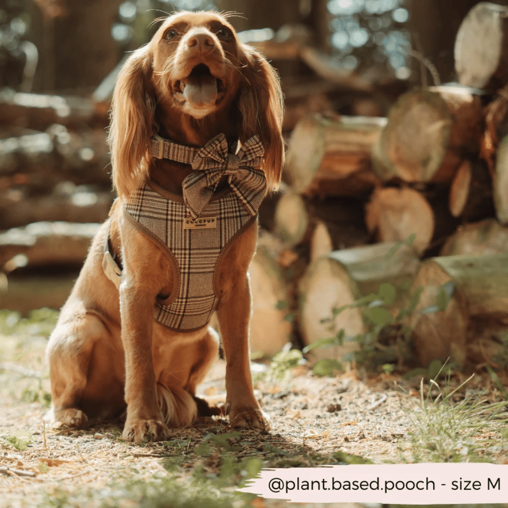 Thumbnail: Dog collar Image 2